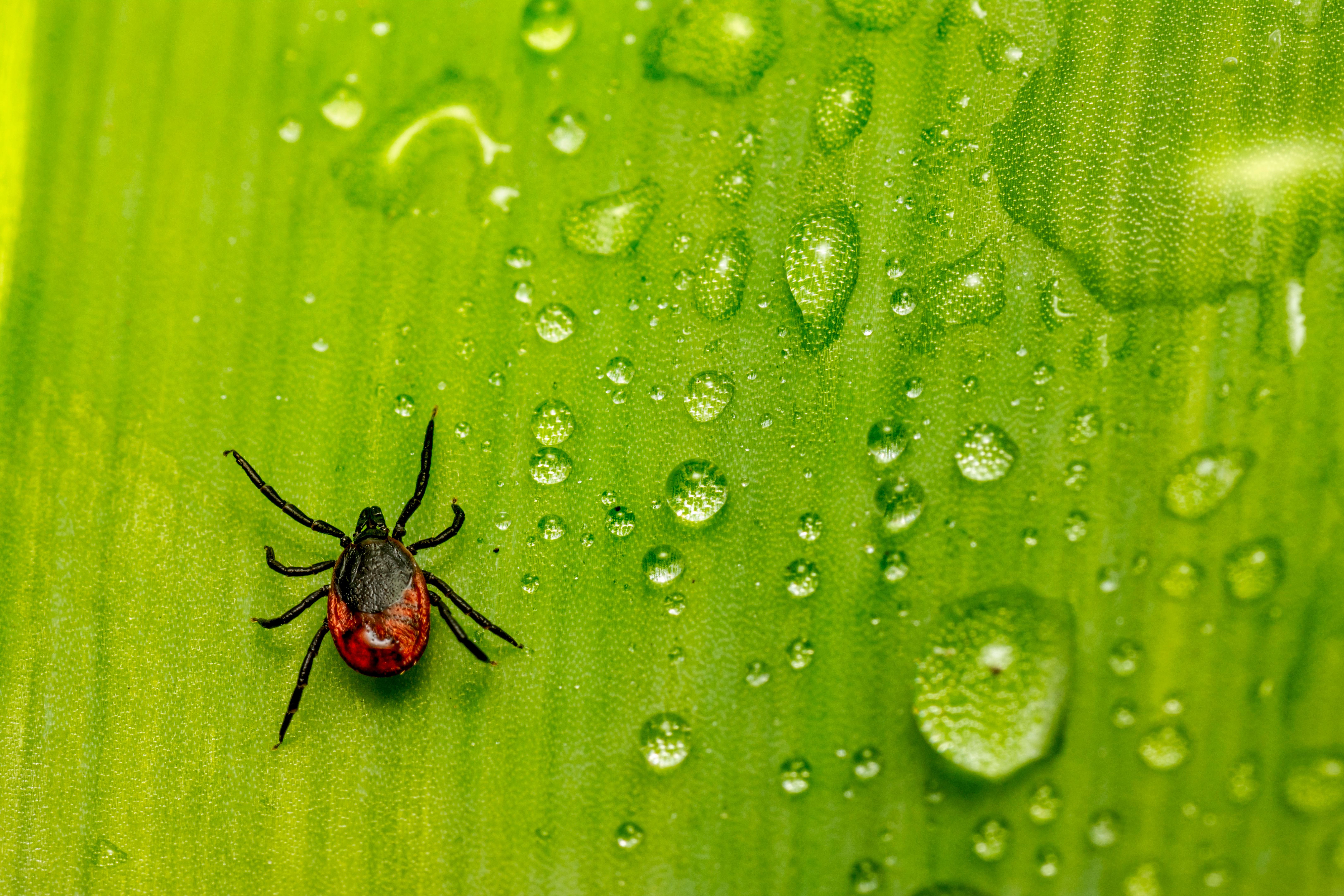 A black-legged tick, known as the Ixodes tick, which can spread Lyme disease | Source: Pexels